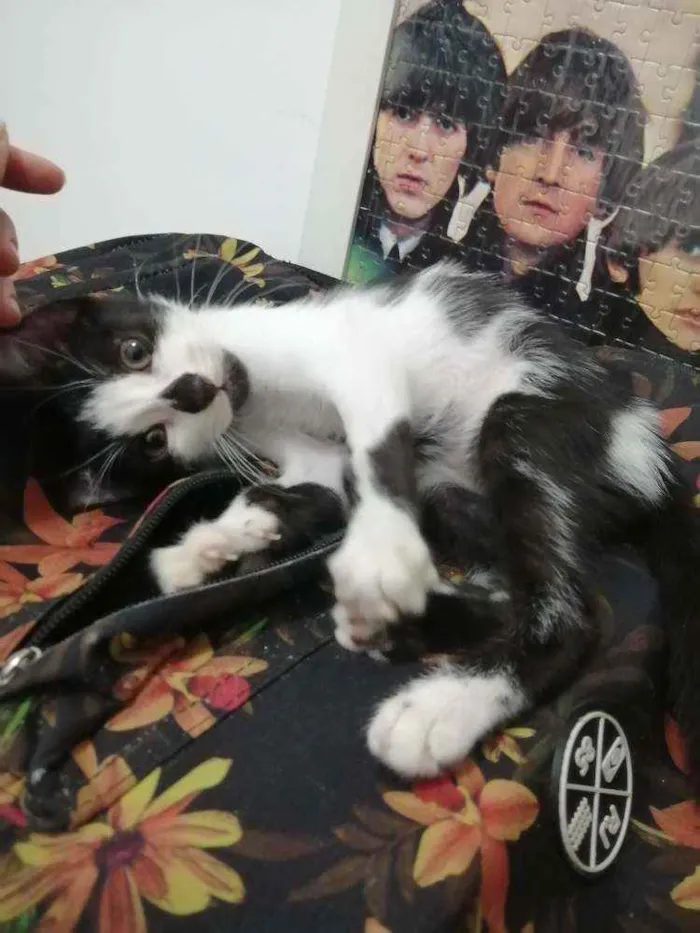 Gato raça SRD idade Abaixo de 2 meses nome Tom