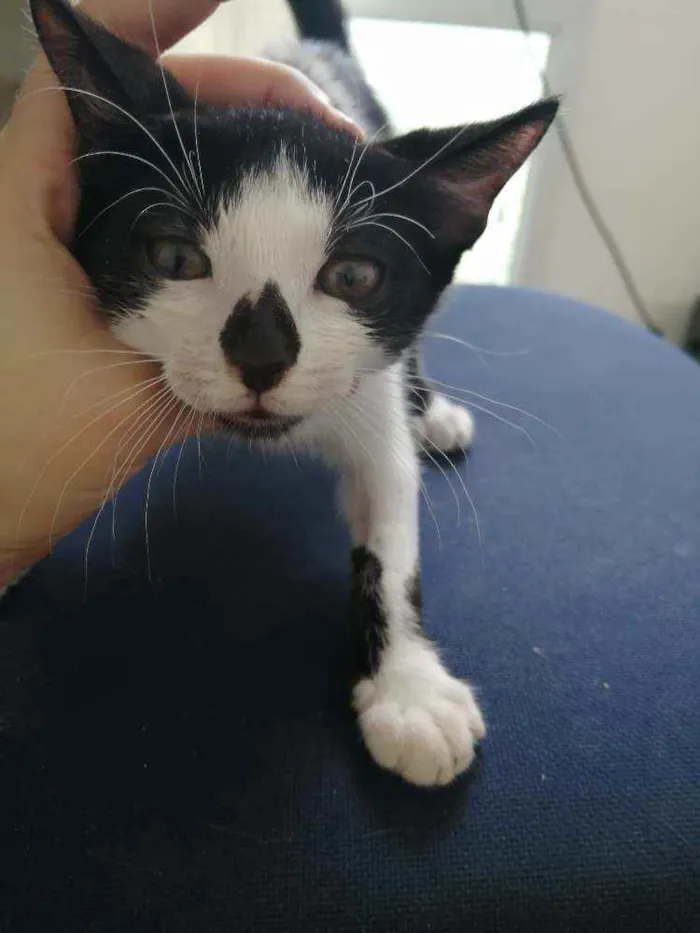 Gato raça SRD idade Abaixo de 2 meses nome Tom