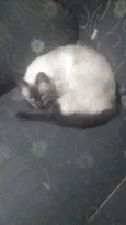 Alerquina