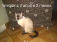 Alerquina