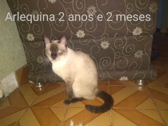 Gato ra a Siamês idade 2 a 6 meses nome Alerquina 