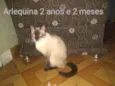 Alerquina