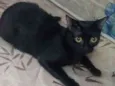 Katana