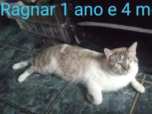 Gato raça Siamês com branco  idade 1 ano nome RAGNAR