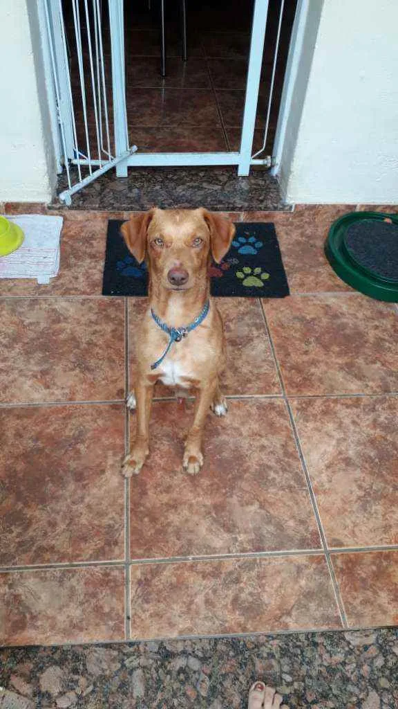 Cachorro ra a SRD idade 1 ano nome Pudinzinho