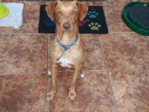 Cachorro raça SRD idade 1 ano nome Pudinzinho