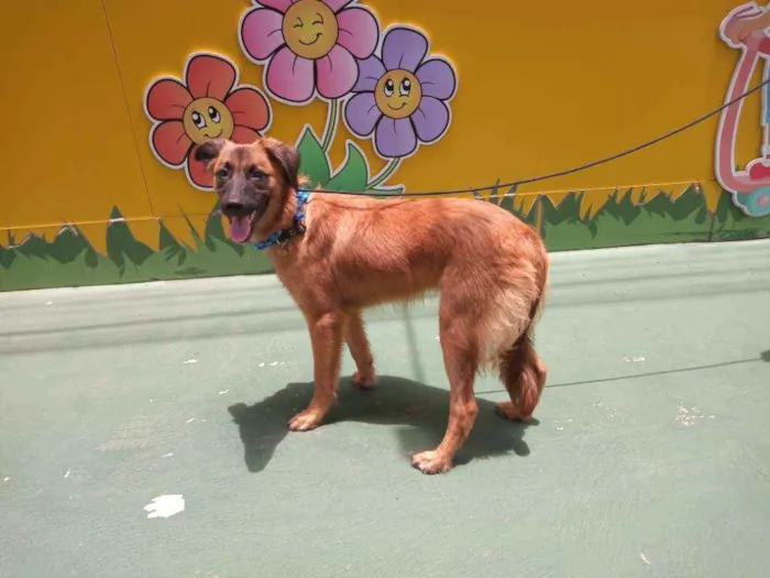 Cachorro raça Srd idade 7 a 11 meses nome Milky