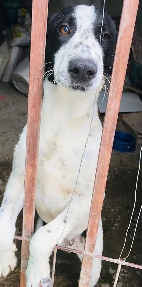 Cachorro raça SRD-ViraLata idade 7 a 11 meses nome BUZZ