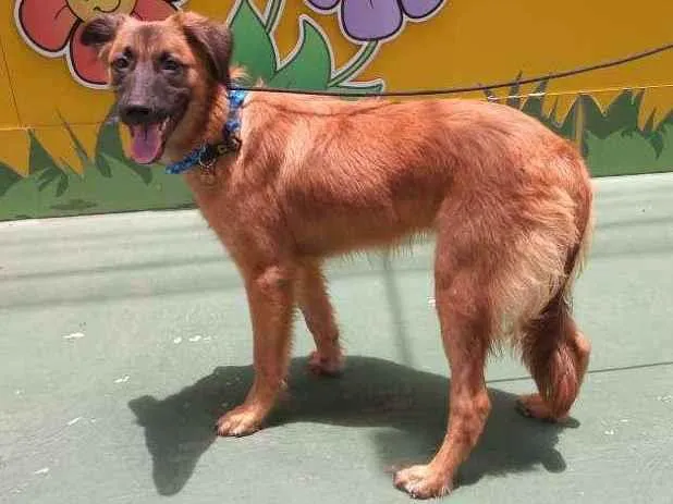 Cachorro raça Srd idade 7 a 11 meses nome Milky