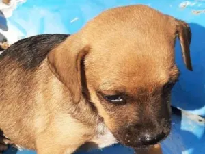 Cachorro raça SRD-ViraLata idade Abaixo de 2 meses nome Sem nome