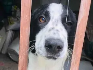 Cachorro raça SRD-ViraLata idade 7 a 11 meses nome BUZZ