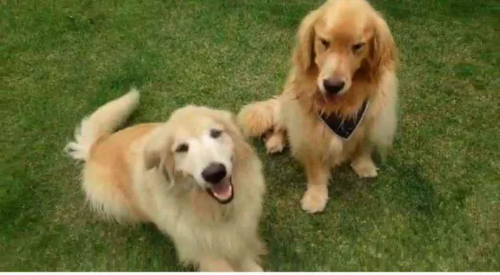 Cachorro raça Golden  idade 4 anos nome Thor e Zeus 