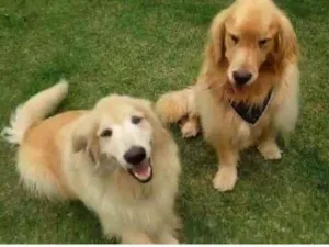Cachorro raça Golden  idade 4 anos nome Thor e Zeus 