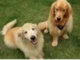 Cachorro raça Golden  idade 4 anos nome Thor e Zeus 