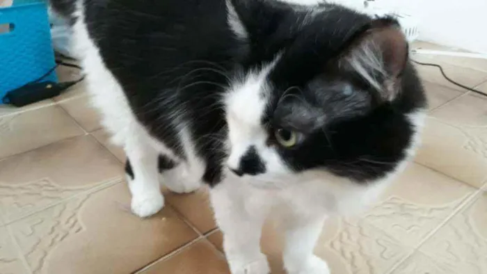 Gato ra a sem raça definida idade 5 anos nome Preto