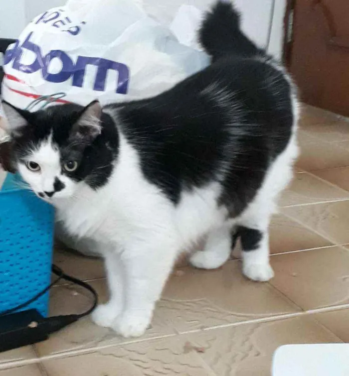 Gato ra a sem raça definida idade 5 anos nome Preto