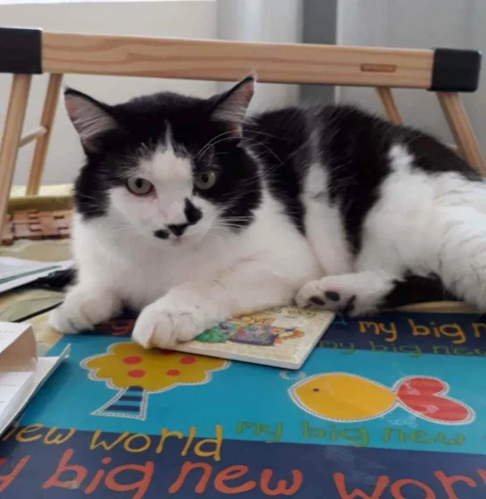 Gato ra a sem raça definida idade 5 anos nome Preto