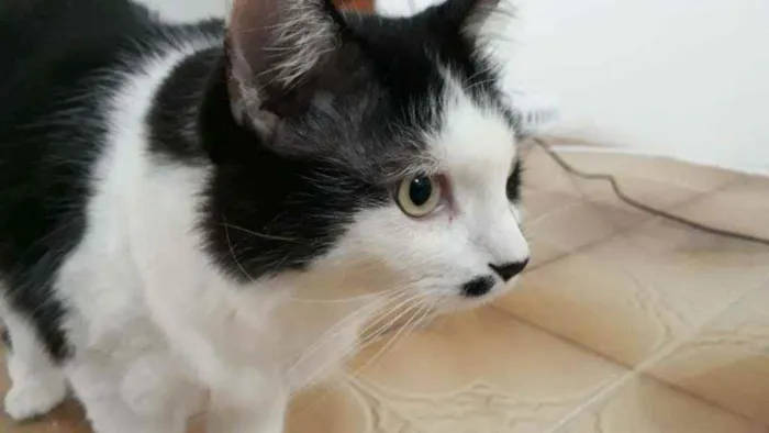 Gato ra a sem raça definida idade 5 anos nome Preto