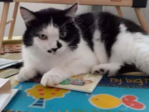 Gato raça sem raça definida idade 5 anos nome Preto
