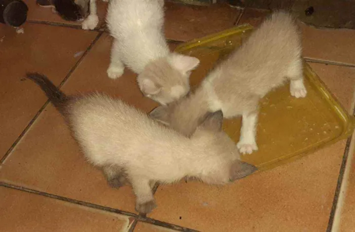 Gato raça  idade Abaixo de 2 meses nome Sem nome
