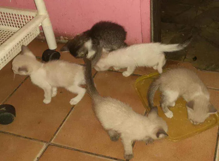 Gato raça  idade Abaixo de 2 meses nome Sem nome