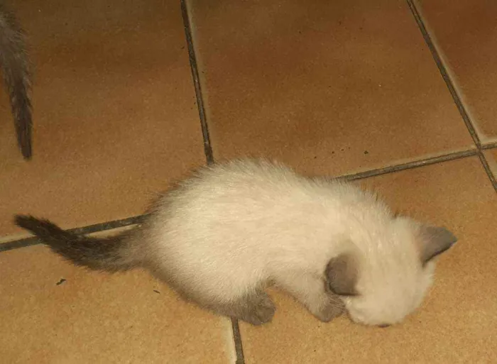 Gato raça  idade Abaixo de 2 meses nome Sem nome