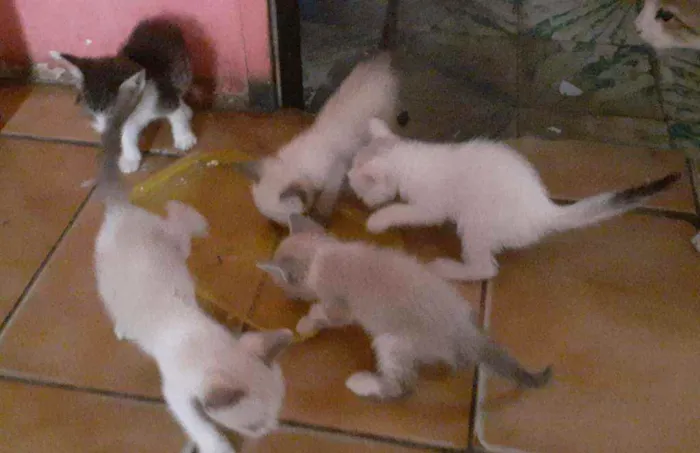 Gato raça  idade Abaixo de 2 meses nome Sem nome