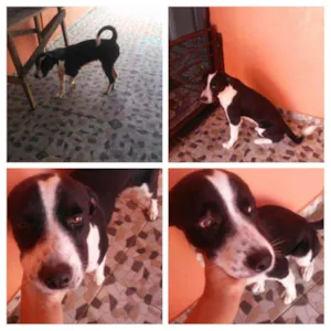 Cachorro raça Pitibul com rotvali idade 1 ano nome Delegada