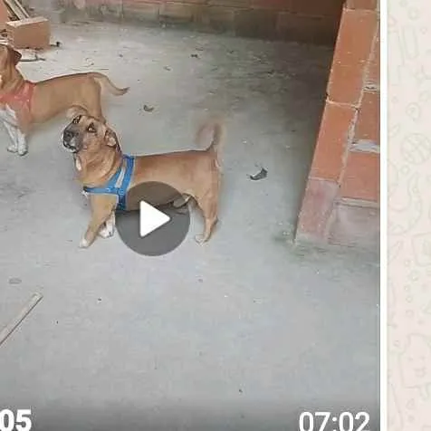 Cachorro ra a Mistura com basset  idade 2 anos nome Sem nome 