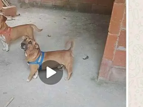 Cachorro ra a Mistura com basset  idade 2 anos nome Sem nome 