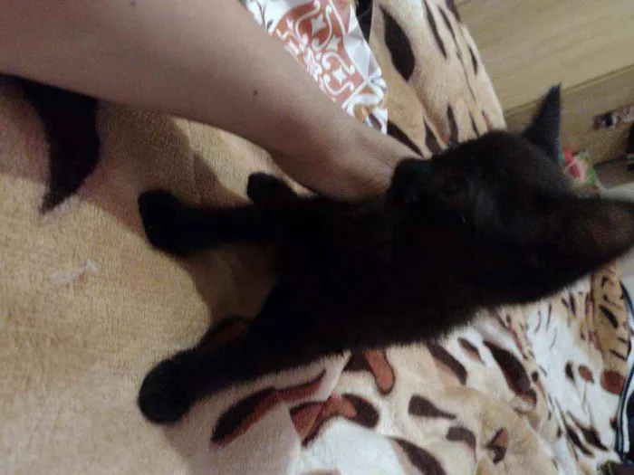 Gato ra a Indefinida idade 2 a 6 meses nome 2machinhos pretos