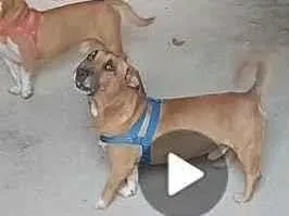 Cachorro ra a Mistura com basset  idade 2 anos nome Sem nome 