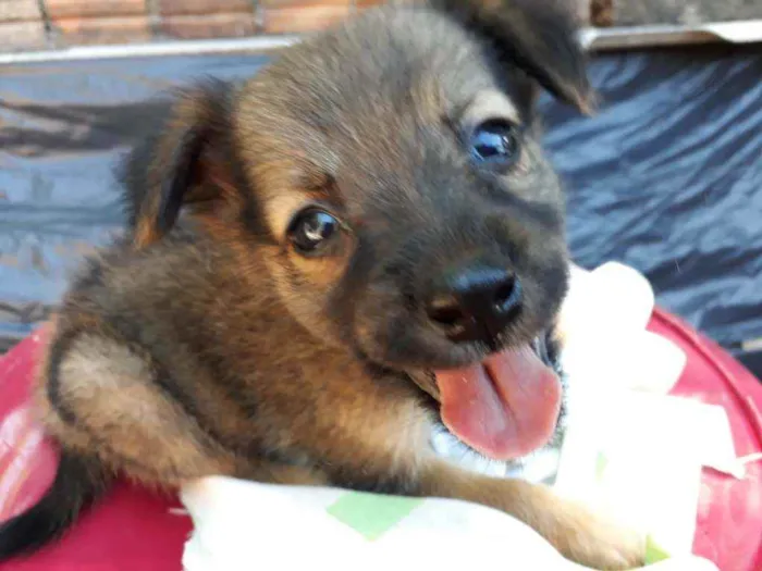 Cachorro ra a Border Collie, Poodle, SRD idade Abaixo de 2 meses nome Marronzinho