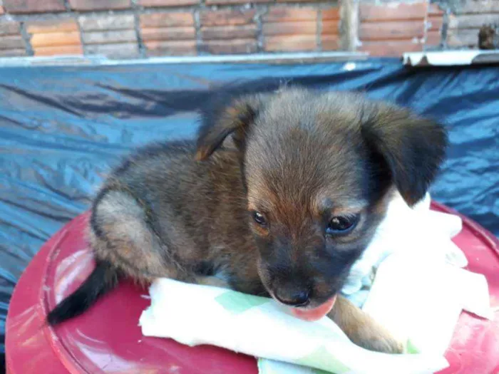 Cachorro ra a Border Collie, Poodle, SRD idade Abaixo de 2 meses nome Marronzinho