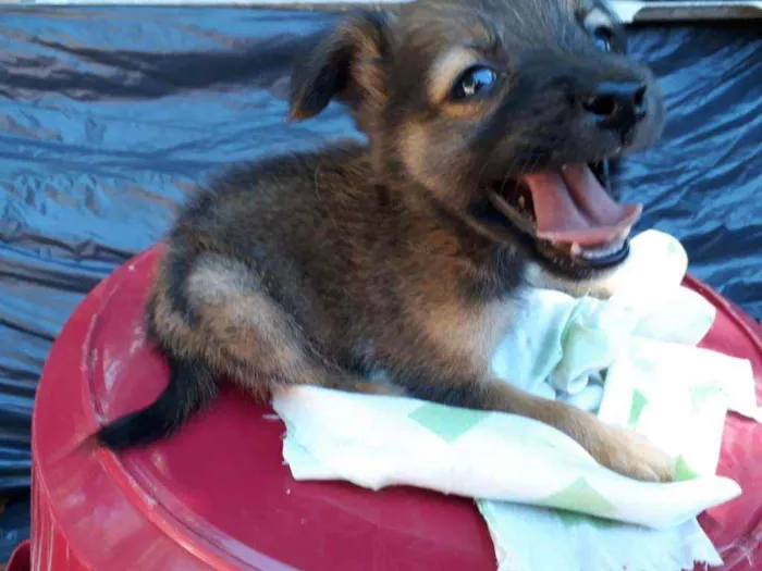 Cachorro ra a Border Collie, Poodle, SRD idade Abaixo de 2 meses nome Marronzinho