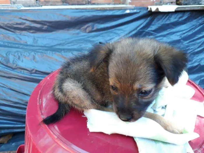 Cachorro ra a Border Collie, Poodle, SRD idade Abaixo de 2 meses nome Marronzinho
