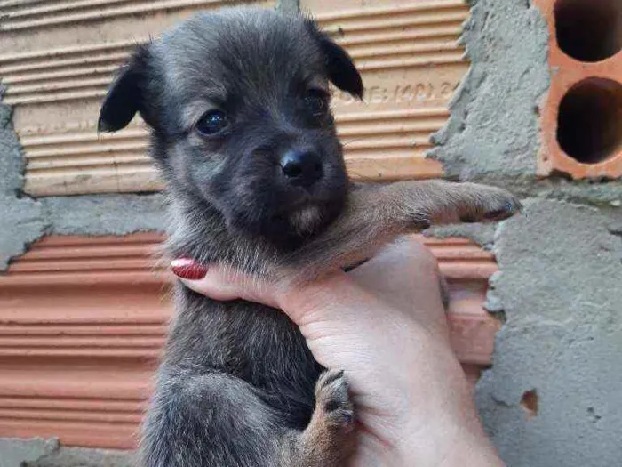 Cachorro ra a Border Collie, Poodle, SRD idade Abaixo de 2 meses nome Marronzinho