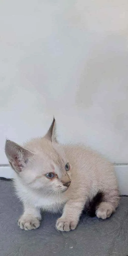 Gato raça Indefinida idade 2 a 6 meses nome Nina