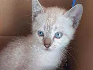 Gato raça Indefinida idade 2 a 6 meses nome Nina