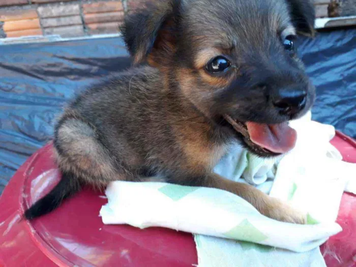Cachorro ra a Border Collie, Poodle, SRD idade Abaixo de 2 meses nome Marronzinho