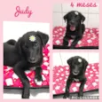Cachorro raça Srd idade 2 a 6 meses nome Judy