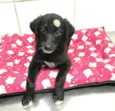 Cachorro raça Srd idade 2 a 6 meses nome Judy