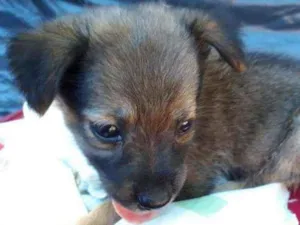 Cachorro raça Border Collie, Poodle, SRD idade Abaixo de 2 meses nome Marronzinho