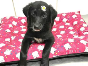 Cachorro raça Srd idade 2 a 6 meses nome Judy