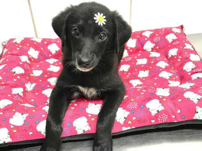 Cachorro raça Srd idade 2 a 6 meses nome Judy