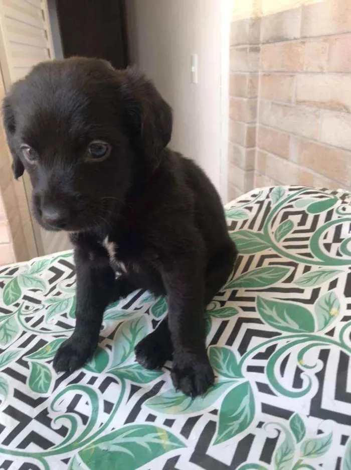 Cachorro raça SRD idade Abaixo de 2 meses nome Robin