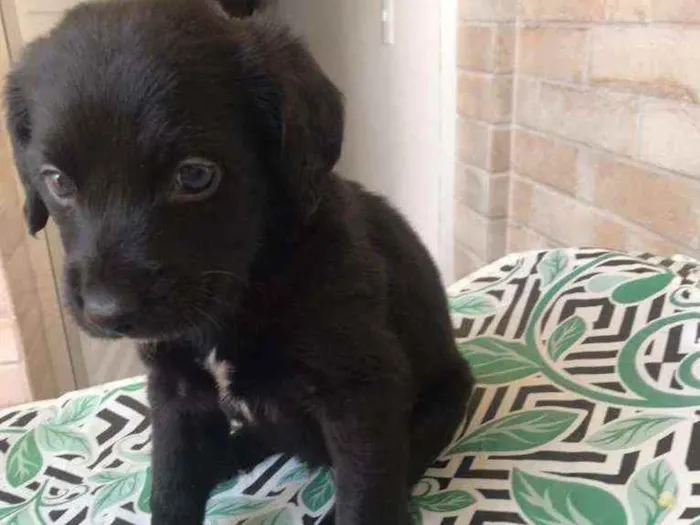 Cachorro raça SRD idade Abaixo de 2 meses nome Robin