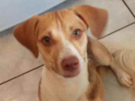 Cachorro ra a Vira-lata parecido com Beagle idade 7 a 11 meses nome Kiara