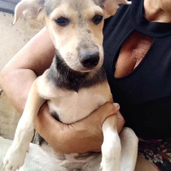 Cachorro ra a Srd idade 2 a 6 meses nome Penélope 