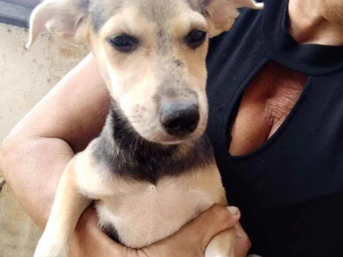 Cachorro ra a Srd idade 2 a 6 meses nome Penélope 